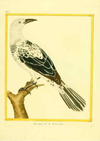 Reproducción/Reproduction 49639573218: Planches enluminées d'histoire naturelle. Paris? :s.n.,1765-1783?. 