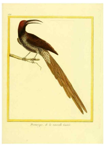 Reproducción/Reproduction 49640367982: Planches enluminées d'histoire naturelle. Paris? :s.n.,1765-1783?. 