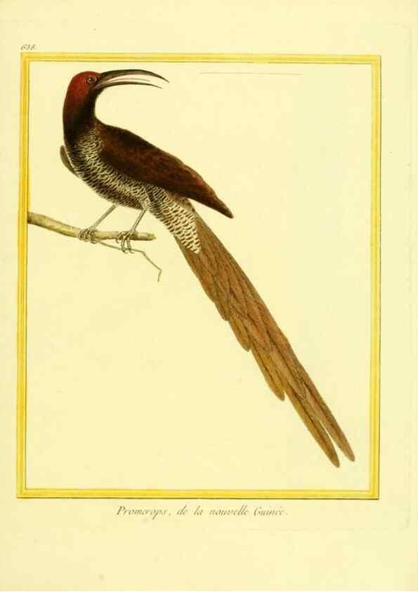 Reproducción/Reproduction 49640367982: Planches enluminées d'histoire naturelle. Paris? :s.n.,1765-1783?. 