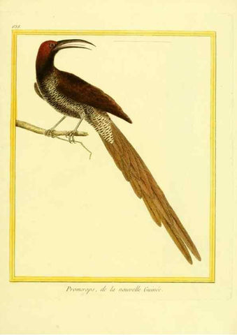 Reproducción/Reproduction 49640367982: Planches enluminées d'histoire naturelle. Paris? :s.n.,1765-1783?. 