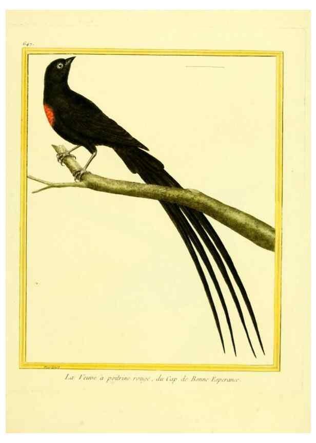 Reproducción/Reproduction 49640370092: Planches enluminées d'histoire naturelle. Paris? :s.n.,1765-1783?. 
