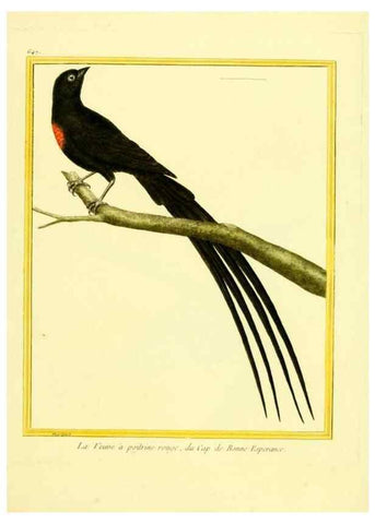 Reproducción/Reproduction 49640370092: Planches enluminées d'histoire naturelle. Paris? :s.n.,1765-1783?. 