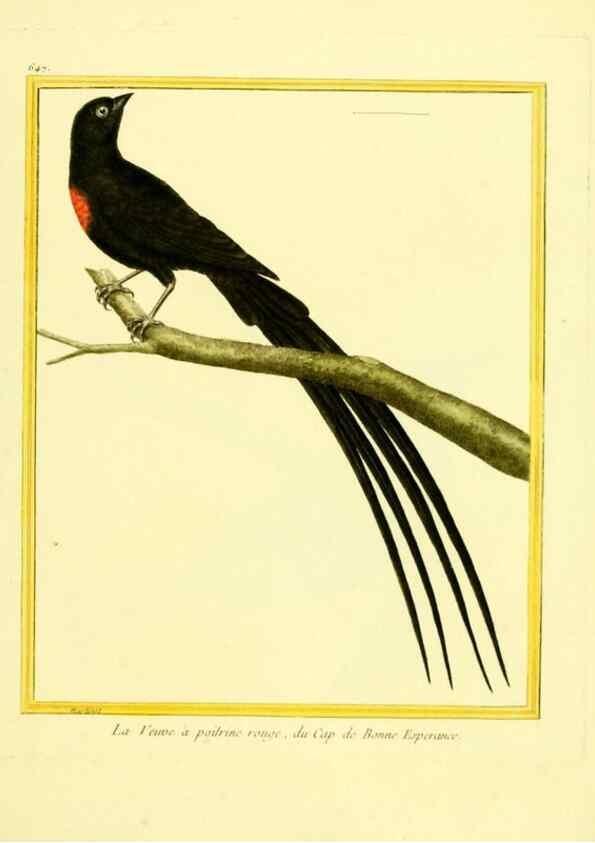 Reproducción/Reproduction 49640370092: Planches enluminées d'histoire naturelle. Paris? :s.n.,1765-1783?. 