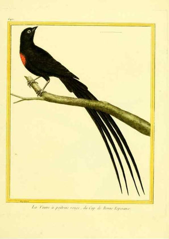 Reproducción/Reproduction 49640370092: Planches enluminées d'histoire naturelle. Paris? :s.n.,1765-1783?. 