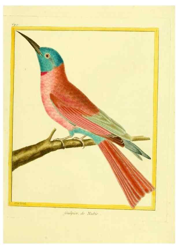 Reproducción/Reproduction 49640370562: Planches enluminées d'histoire naturelle. Paris? :s.n.,1765-1783?. 