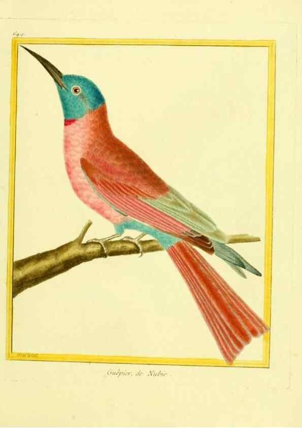 Reproducción/Reproduction 49640370562: Planches enluminées d'histoire naturelle. Paris? :s.n.,1765-1783?. 
