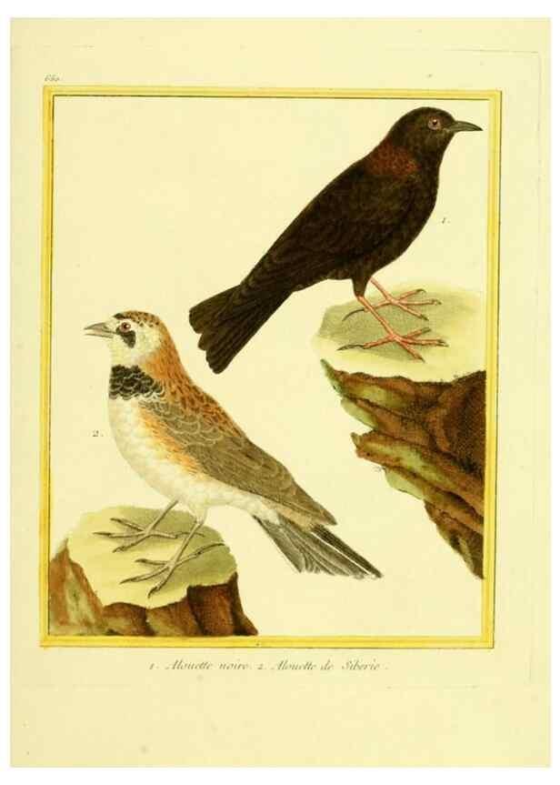 Reproducción/Reproduction 49640370837: Planches enluminées d'histoire naturelle. Paris? :s.n.,1765-1783?. 