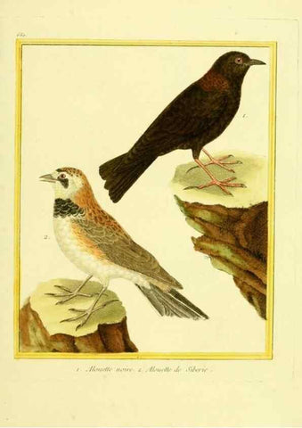 Reproducción/Reproduction 49640370837: Planches enluminées d'histoire naturelle. Paris? :s.n.,1765-1783?. 