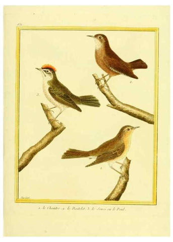 Reproducción/Reproduction 49640371017: Planches enluminées d'histoire naturelle. Paris? :s.n.,1765-1783?. 