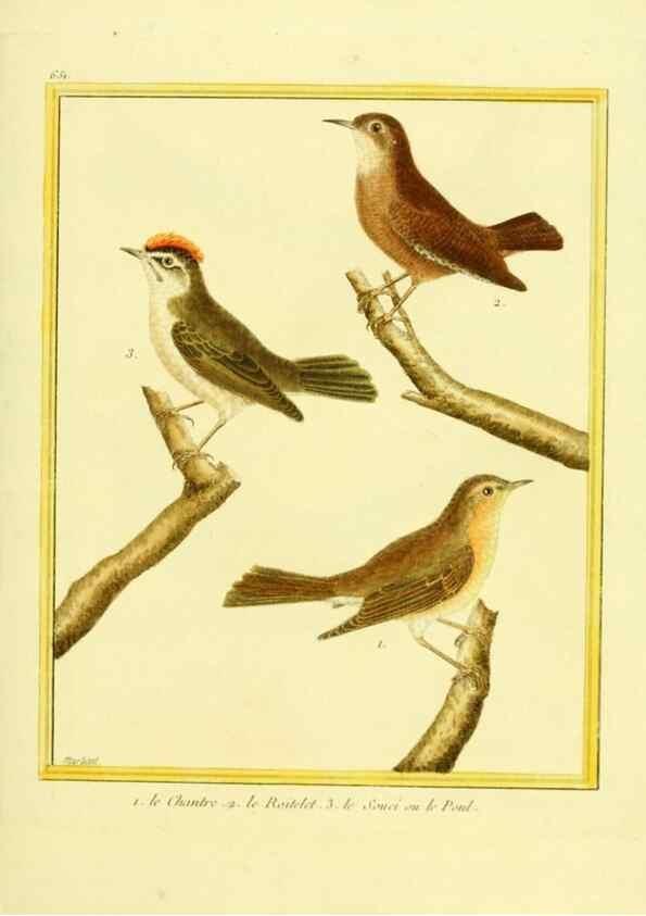 Reproducción/Reproduction 49640371017: Planches enluminées d'histoire naturelle. Paris? :s.n.,1765-1783?. 
