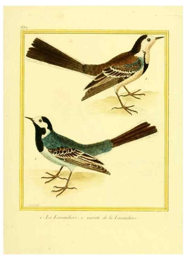 Reproducción/Reproduction 49640098301: Planches enluminées d'histoire naturelle. Paris? :s.n.,1765-1783?. 