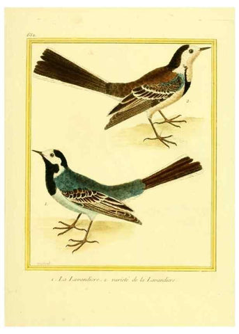Reproducción/Reproduction 49640098301: Planches enluminées d'histoire naturelle. Paris? :s.n.,1765-1783?. 