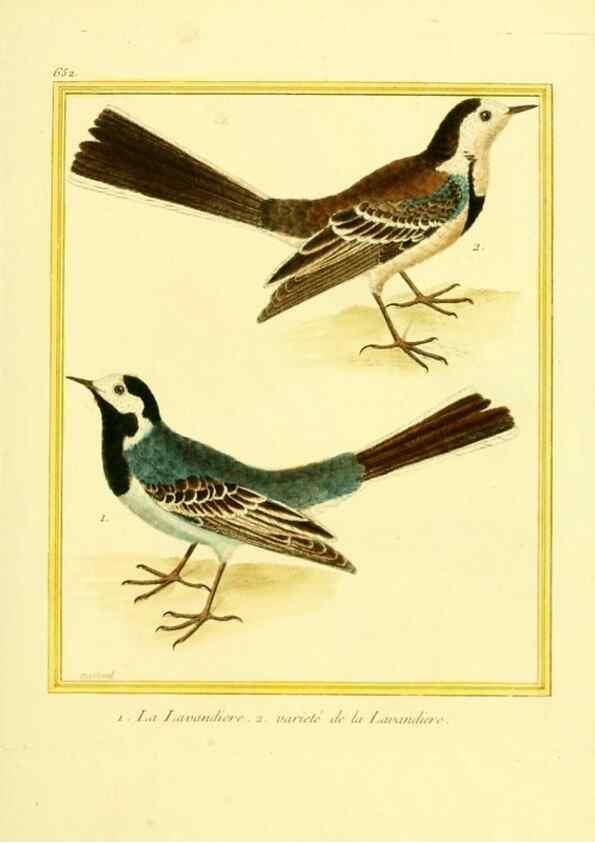 Reproducción/Reproduction 49640098301: Planches enluminées d'histoire naturelle. Paris? :s.n.,1765-1783?. 