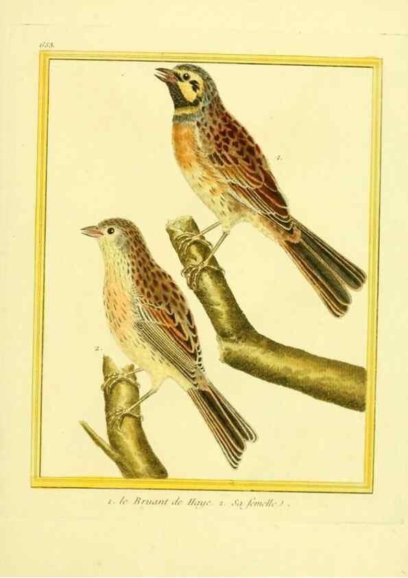 Reproducción/Reproduction 49639574778: Planches enluminées d'histoire naturelle. Paris? :s.n.,1765-1783?. 