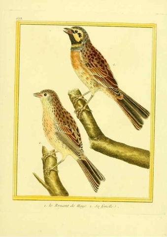 Reproducción/Reproduction 49639574778: Planches enluminées d'histoire naturelle. Paris? :s.n.,1765-1783?. 