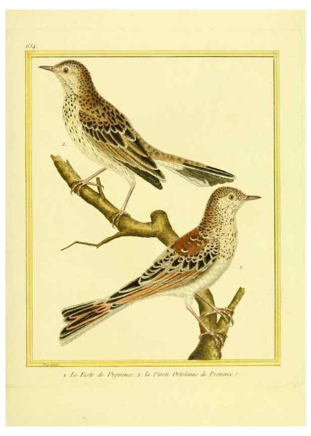 Reproducción/Reproduction 49640098746: Planches enluminées d'histoire naturelle. Paris? :s.n.,1765-1783?. 