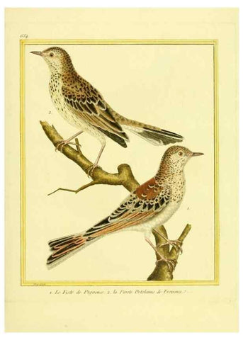 Reproducción/Reproduction 49640098746: Planches enluminées d'histoire naturelle. Paris? :s.n.,1765-1783?. 