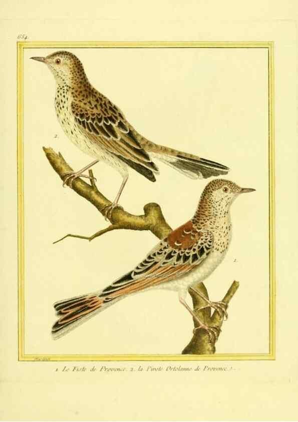 Reproducción/Reproduction 49640098746: Planches enluminées d'histoire naturelle. Paris? :s.n.,1765-1783?. 
