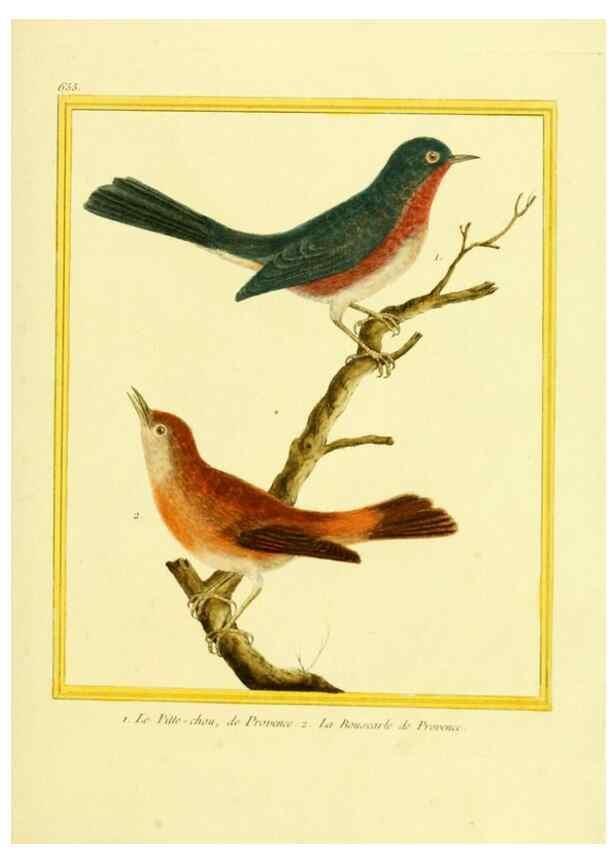 Reproducción/Reproduction 49639575313: Planches enluminées d'histoire naturelle. Paris? :s.n.,1765-1783?. 