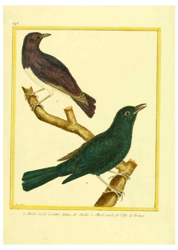 Reproducción/Reproduction 49640097341: Planches enluminées d'histoire naturelle. Paris? :s.n.,1765-1783?. 