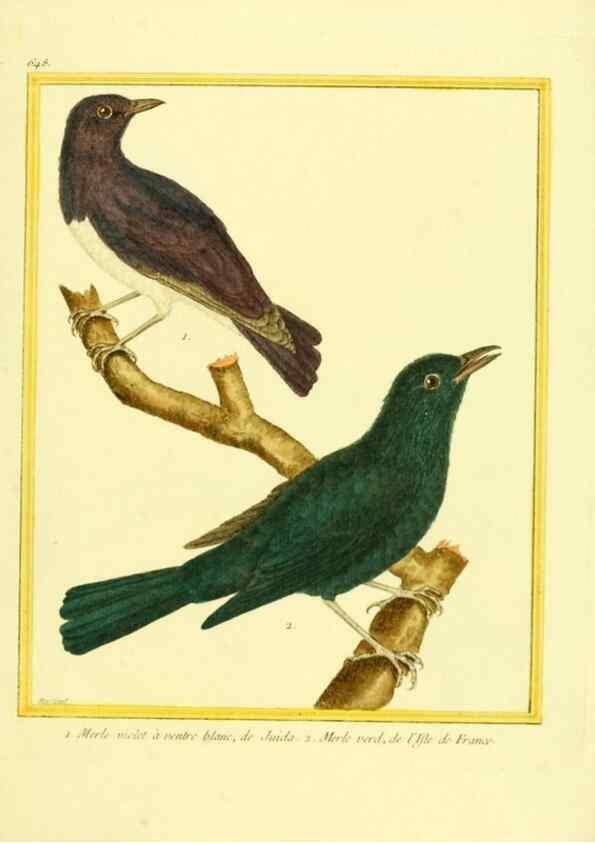 Reproducción/Reproduction 49640097341: Planches enluminées d'histoire naturelle. Paris? :s.n.,1765-1783?. 