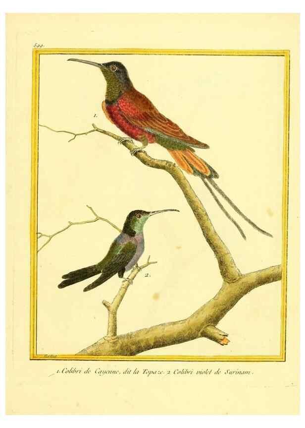 Reproducción/Reproduction 49640031936: Planches enluminées d'histoire naturelle. Paris? :s.n.,1765-1783?. 