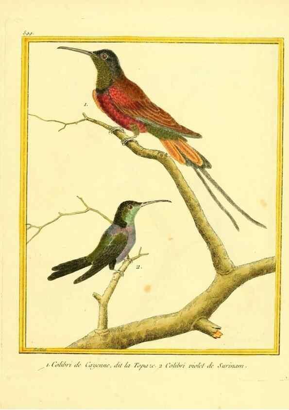 Reproducción/Reproduction 49640031936: Planches enluminées d'histoire naturelle. Paris? :s.n.,1765-1783?. 
