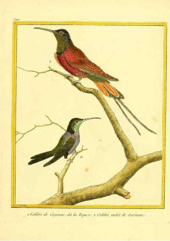 Reproducción/Reproduction 49640031936: Planches enluminées d'histoire naturelle. Paris? :s.n.,1765-1783?. 