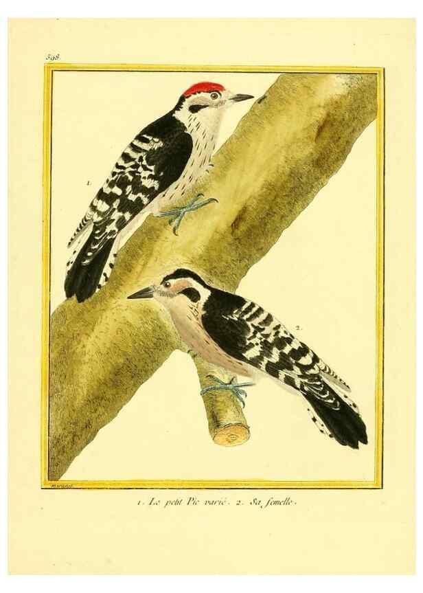 Reproducción/Reproduction 49639507073: Planches enluminées d'histoire naturelle. Paris? :s.n.,1765-1783?. 