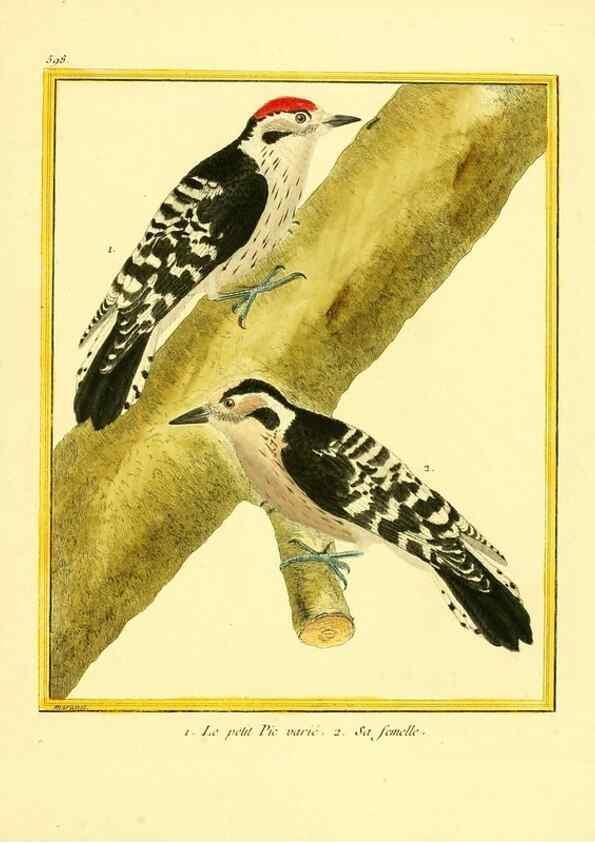 Reproducción/Reproduction 49639507073: Planches enluminées d'histoire naturelle. Paris? :s.n.,1765-1783?. 