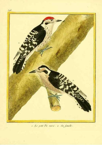 Reproducción/Reproduction 49639507073: Planches enluminées d'histoire naturelle. Paris? :s.n.,1765-1783?. 
