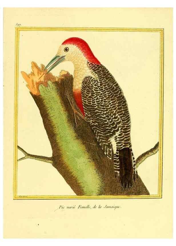 Reproducción/Reproduction 49640304702: Planches enluminées d'histoire naturelle. Paris? :s.n.,1765-1783?. 