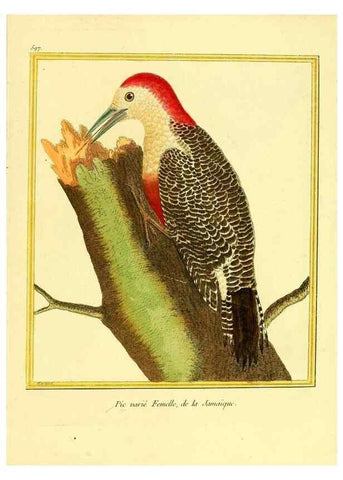 Reproducción/Reproduction 49640304702: Planches enluminées d'histoire naturelle. Paris? :s.n.,1765-1783?. 