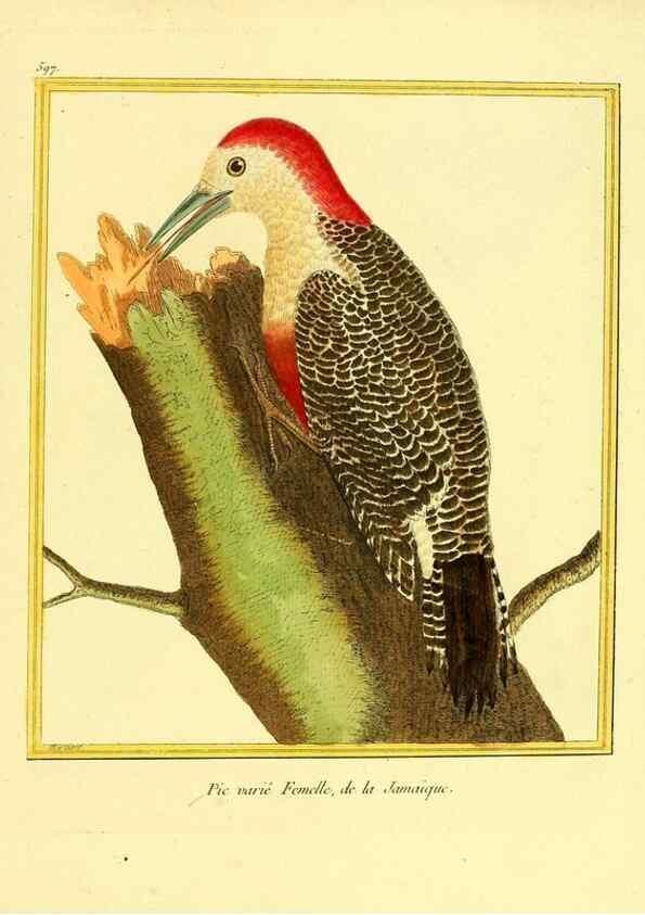 Reproducción/Reproduction 49640304702: Planches enluminées d'histoire naturelle. Paris? :s.n.,1765-1783?. 