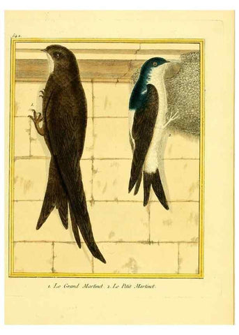 Reproducción/Reproduction 49640289867: Planches enluminées d'histoire naturelle. Paris? :s.n.,1765-1783?. 