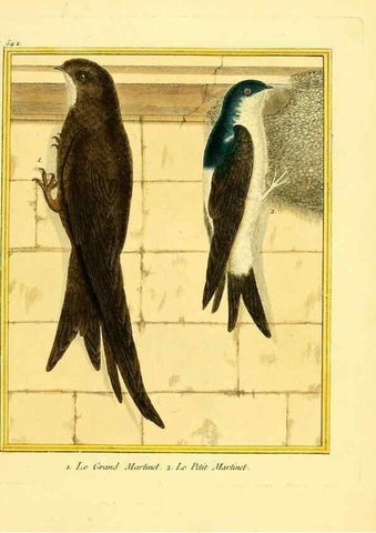 Reproducción/Reproduction 49640289867: Planches enluminées d'histoire naturelle. Paris? :s.n.,1765-1783?. 