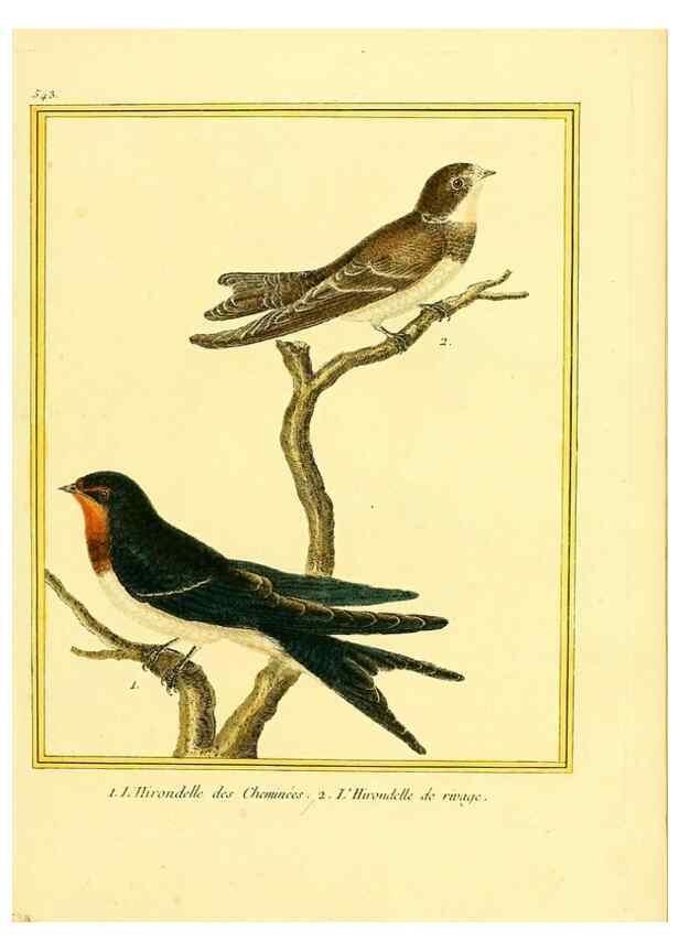 Reproducción/Reproduction 49639492483: Planches enluminées d'histoire naturelle. Paris? :s.n.,1765-1783?. 