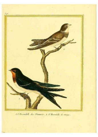 Reproducción/Reproduction 49639492483: Planches enluminées d'histoire naturelle. Paris? :s.n.,1765-1783?. 