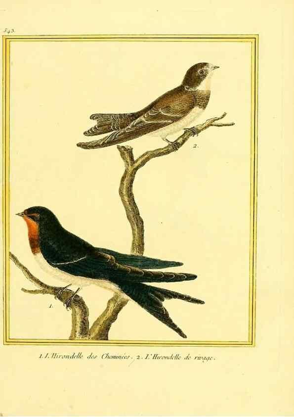 Reproducción/Reproduction 49639492483: Planches enluminées d'histoire naturelle. Paris? :s.n.,1765-1783?. 