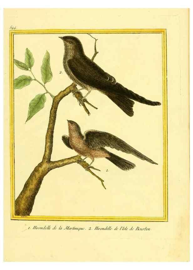 Reproducción/Reproduction 49640290397: Planches enluminées d'histoire naturelle. Paris? :s.n.,1765-1783?. 