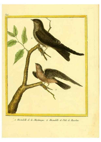 Reproducción/Reproduction 49640290397: Planches enluminées d'histoire naturelle. Paris? :s.n.,1765-1783?. 