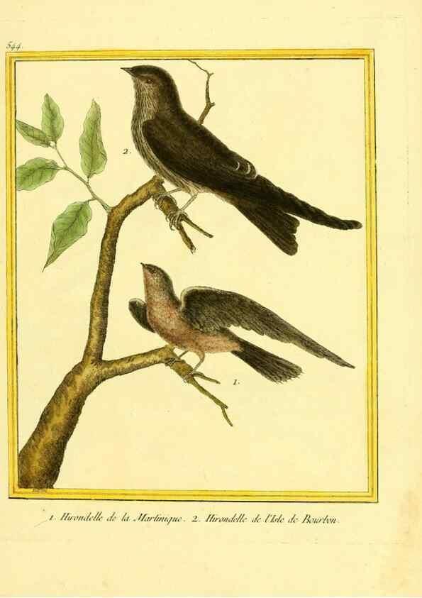 Reproducción/Reproduction 49640290397: Planches enluminées d'histoire naturelle. Paris? :s.n.,1765-1783?. 