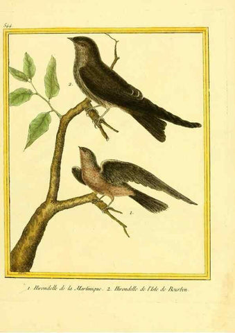 Reproducción/Reproduction 49640290397: Planches enluminées d'histoire naturelle. Paris? :s.n.,1765-1783?. 