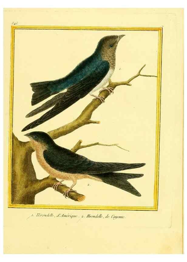 Reproducción/Reproduction 49640017106: Planches enluminées d'histoire naturelle. Paris? :s.n.,1765-1783?. 