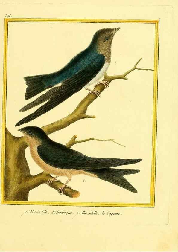 Reproducción/Reproduction 49640017106: Planches enluminées d'histoire naturelle. Paris? :s.n.,1765-1783?. 