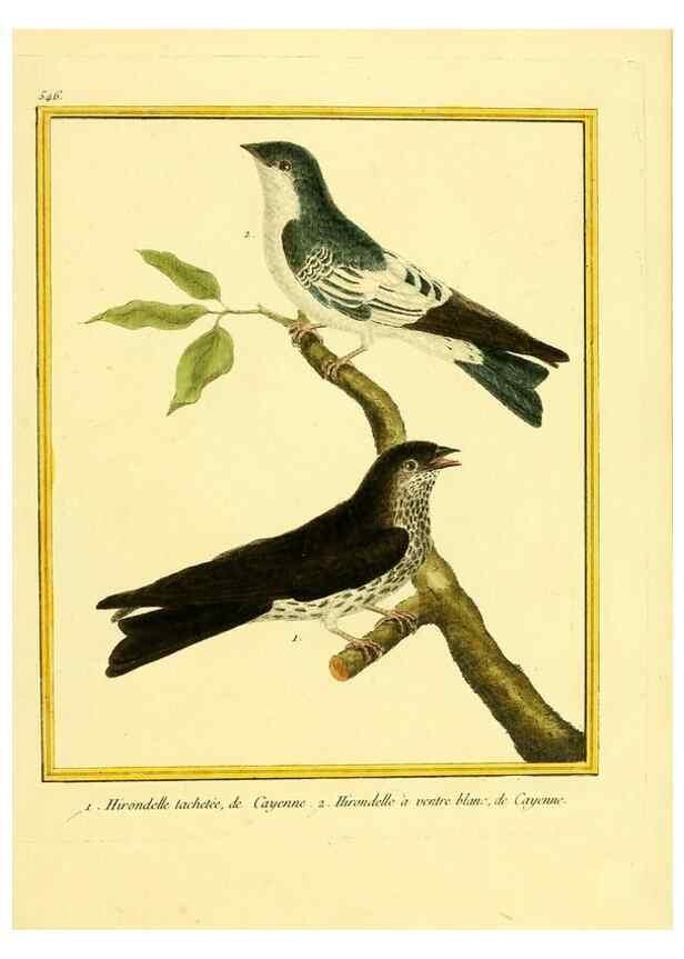 Reproducción/Reproduction 49640017371: Planches enluminées d'histoire naturelle. Paris? :s.n.,1765-1783?. 