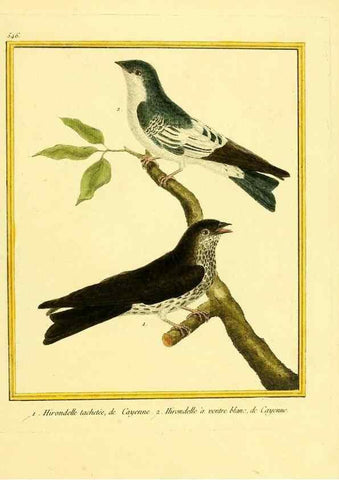 Reproducción/Reproduction 49640017371: Planches enluminées d'histoire naturelle. Paris? :s.n.,1765-1783?. 
