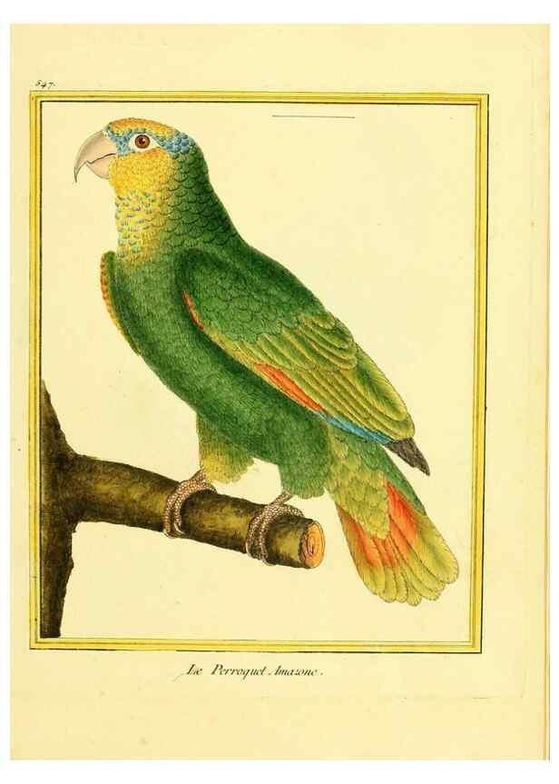 Reproducción/Reproduction 49640291172: Planches enluminées d'histoire naturelle. Paris? :s.n.,1765-1783?. 
