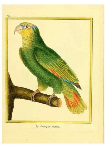 Reproducción/Reproduction 49640291172: Planches enluminées d'histoire naturelle. Paris? :s.n.,1765-1783?. 