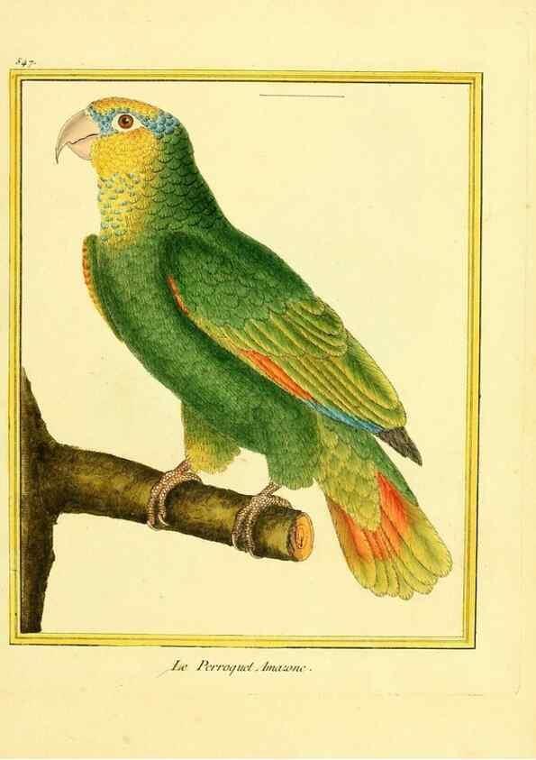 Reproducción/Reproduction 49640291172: Planches enluminées d'histoire naturelle. Paris? :s.n.,1765-1783?. 